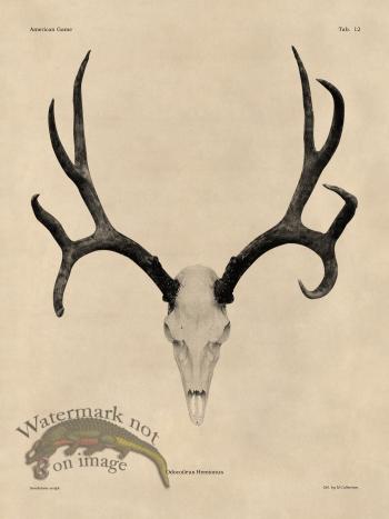 Tan Bones 12 Mule Deer